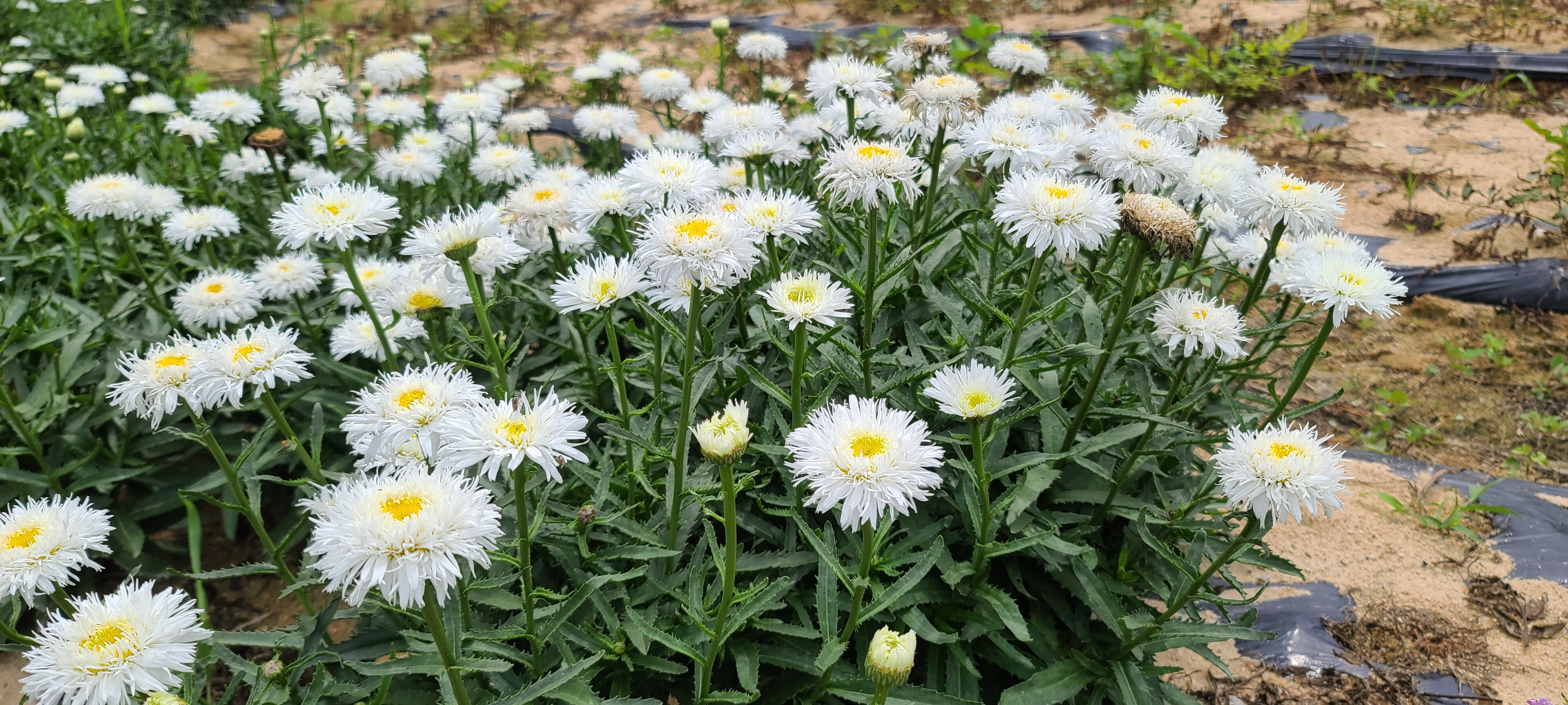 Leucanthemum superbum 'Sante'